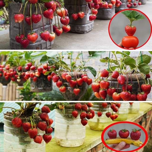 Grow Fresh Strawberries in Plastic Bottles in Your Garden – 3 Ideas You Can Try…