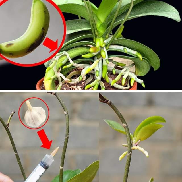 A banana will stimulate the growth of your flowers stunningly [Photo]