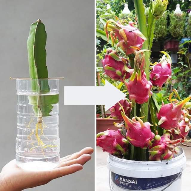 Discover How to Grow Dragon Fruit Using Branches and Water