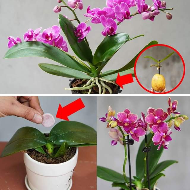 Unlocking the Secrets of Orchid Care for Stunning Blooms! [Video]