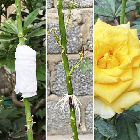 Extracting Rose Branches With Toilet Paper Is Simple But Effective