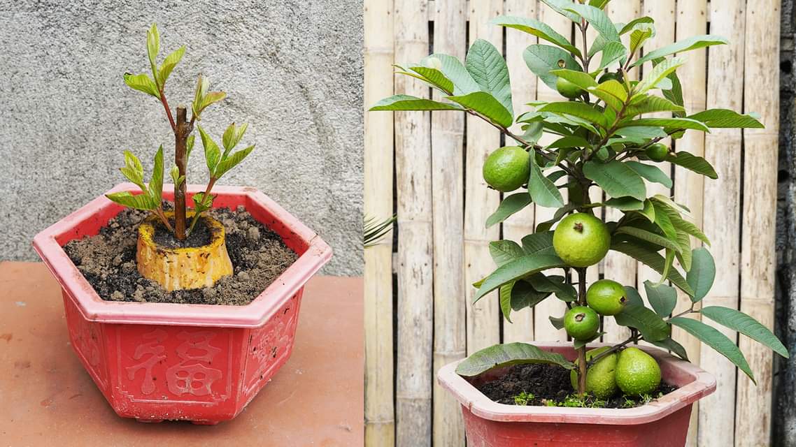 The Secret To Growing Guava By Cuttings With Gourds