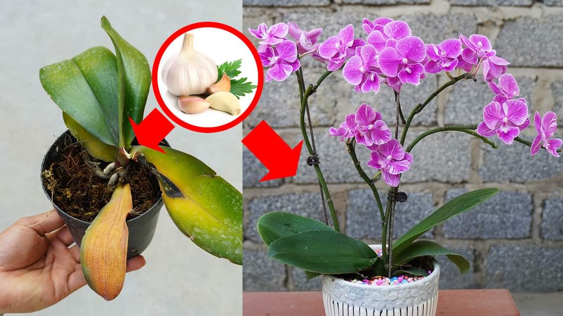 Revive and Bloom: The Secret of Using Garlic Bulbs in Your Orchid Garden