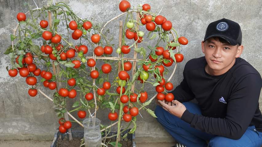 Unlock the Secret to Growing Heart-Shaped Tomatoes [Video]