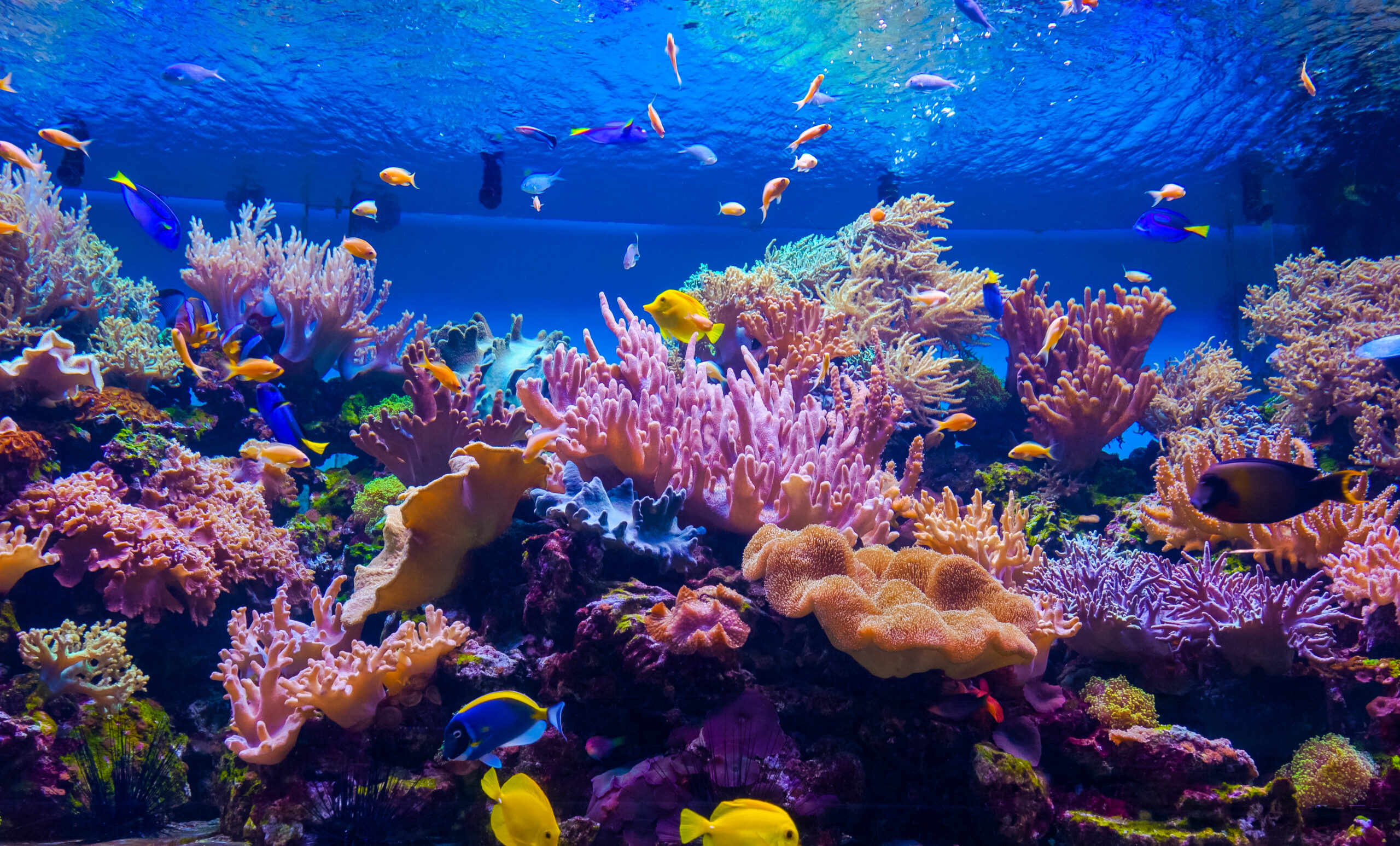 The world’s coral reefs are even bigger than we previously thought