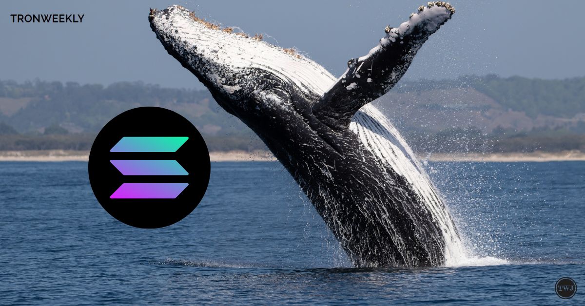 Solana Whales Trigger 0 Million Transaction Surge Amidst Price Volatility