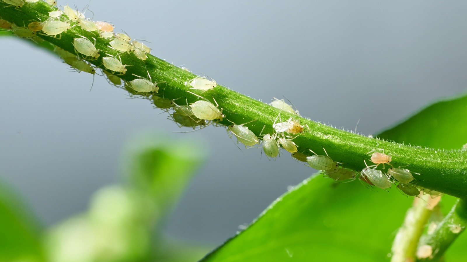 These Ryobi Tools Can Help Keep Your Yard And Garden Bug Free This Summer