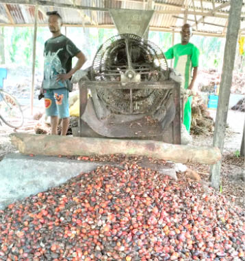 Cocoa, oil palm projects in Cross River to gulp m