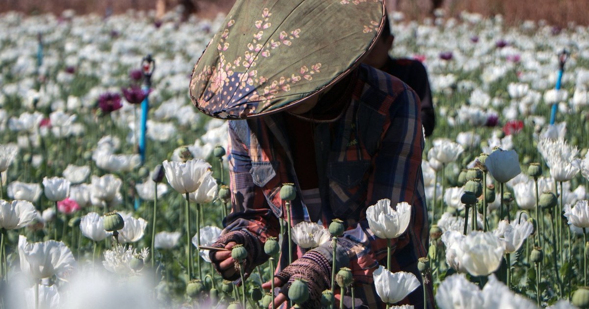 Boom time for Myanmar opium farmers amid coup chaos