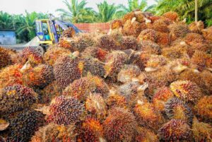 Palm Oil Business in Nigeria (2024)