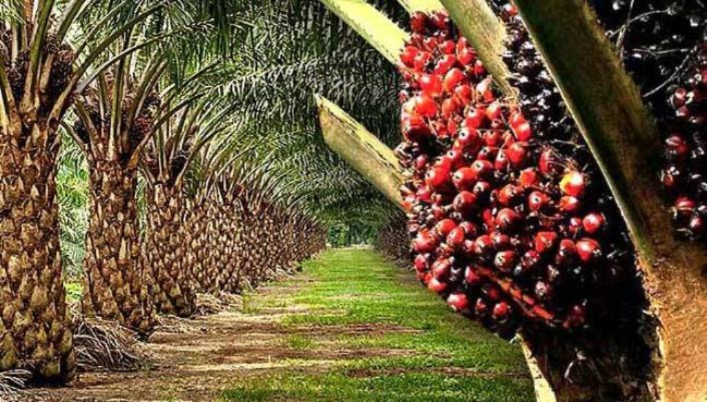 Palm Oil Business in Nigeria (2024)