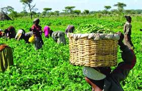 CITAD unveils geo-location model to revolutionise agriculture – Blueprint Newspapers Limited