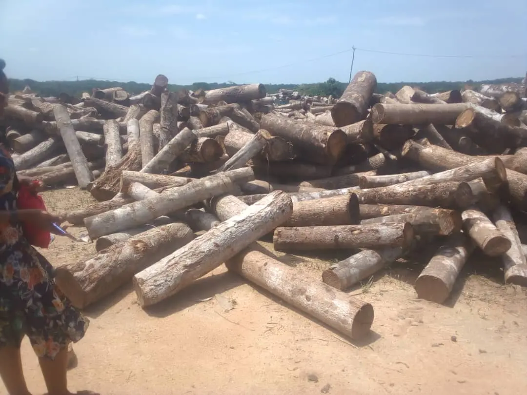 Conservationist begs Nigerian govt for intervention as Chinese, others plunder Calabar forests