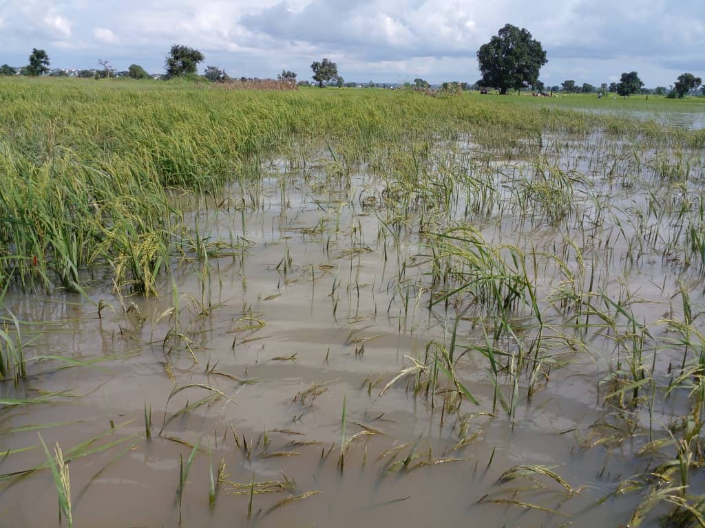 How farmers can minimise losses from flooding