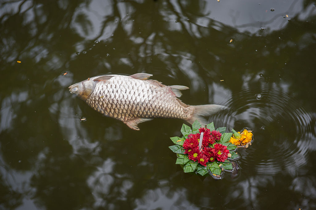 Thai Officials Say Releasing Fish for Good Karma Is Bad