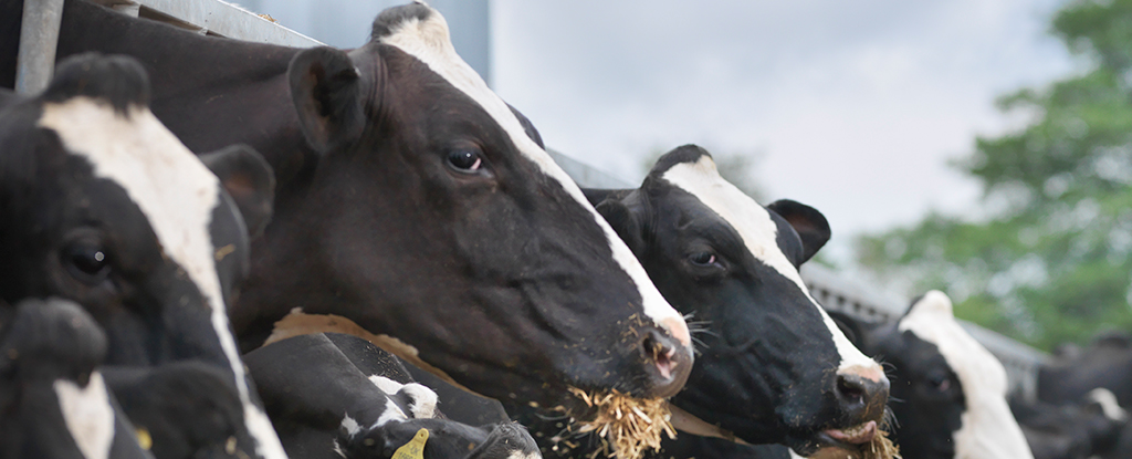 Officials Report Texan Infected With Bird Flu After Exposure to Cattle