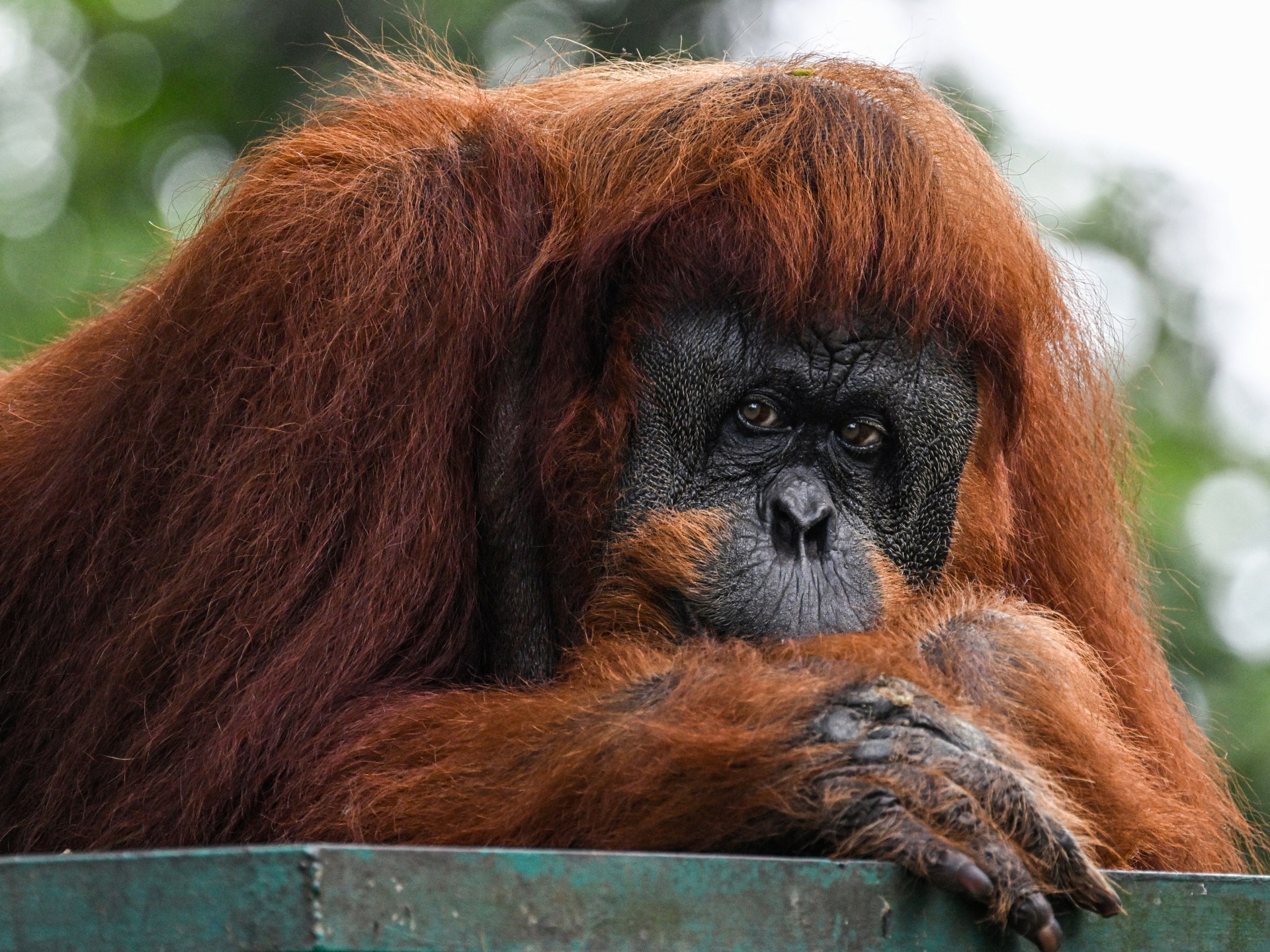 Malaysia plans ‘orangutan diplomacy’ in palm oil pitch