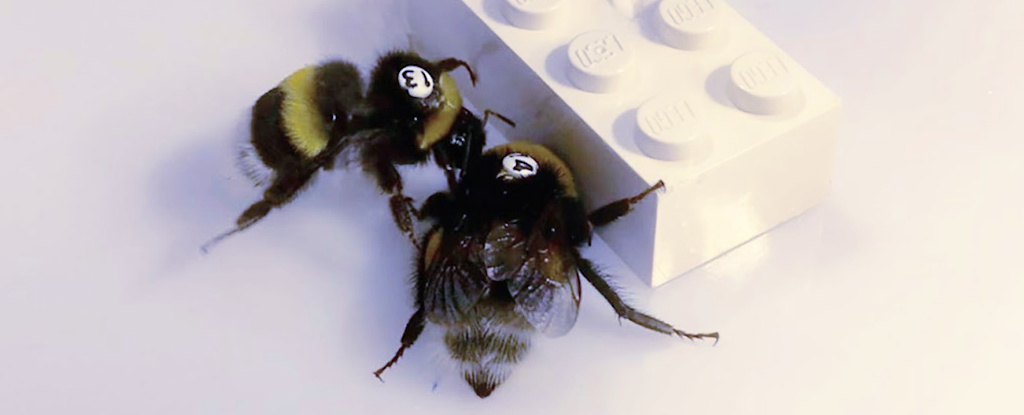 Bumblebees: New Study Reveals Their Impressive Cooperative Skills