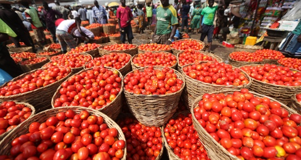 Tomato Price Hike, Scarcity Caused by Infestation – Agriculture Minister 