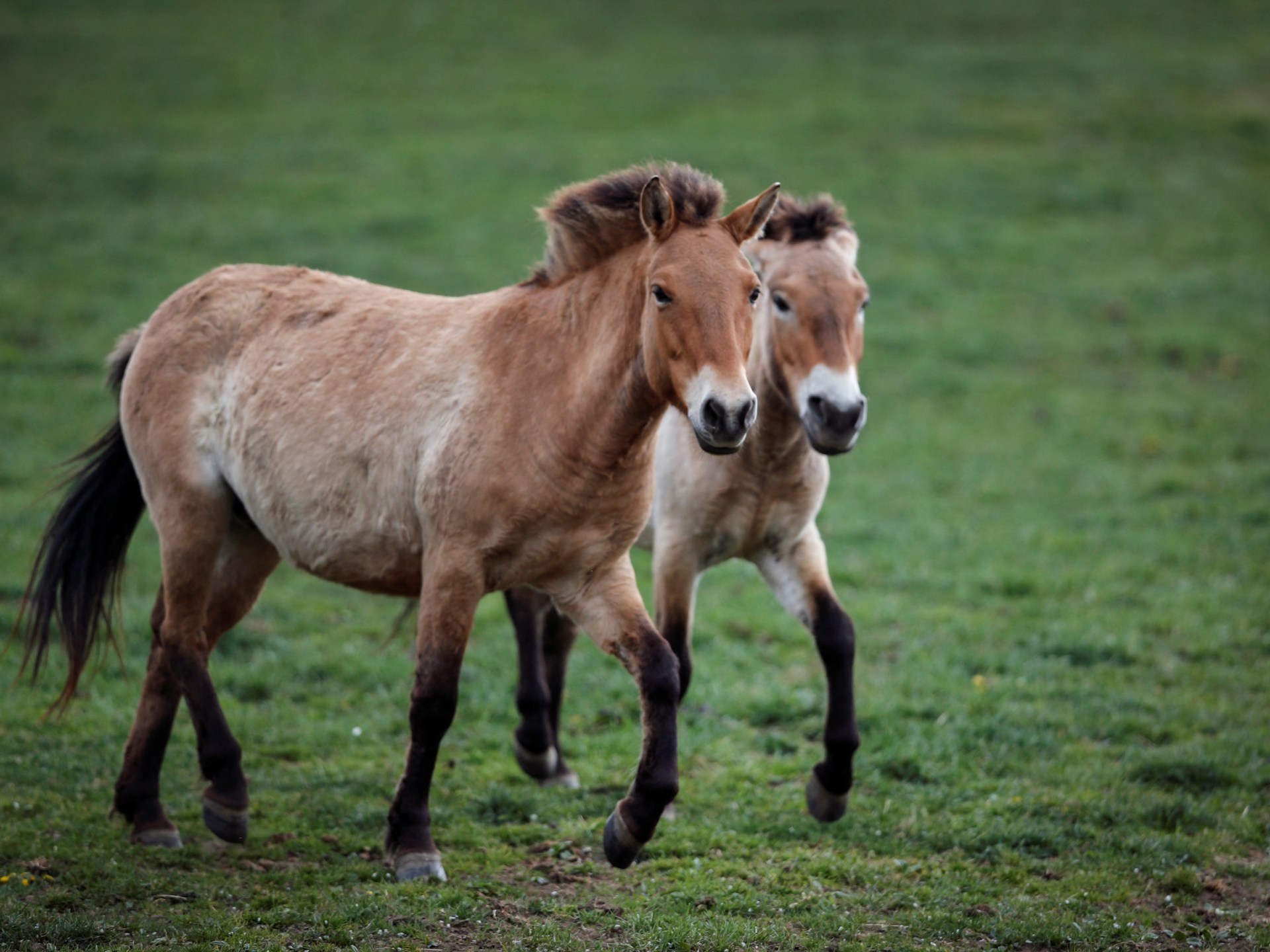 Wild Przewalski’s Horses Return To Kazakhstan After 200 Years