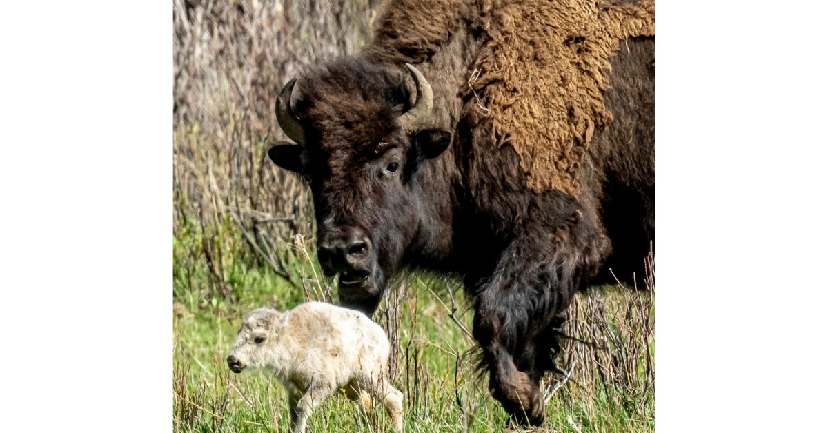 Birth of Rare White Buffalo Calf Fulfills Lakota Prophecy