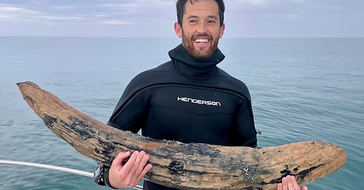 Diver Finds Mastodon Tusk Off Florida Coast