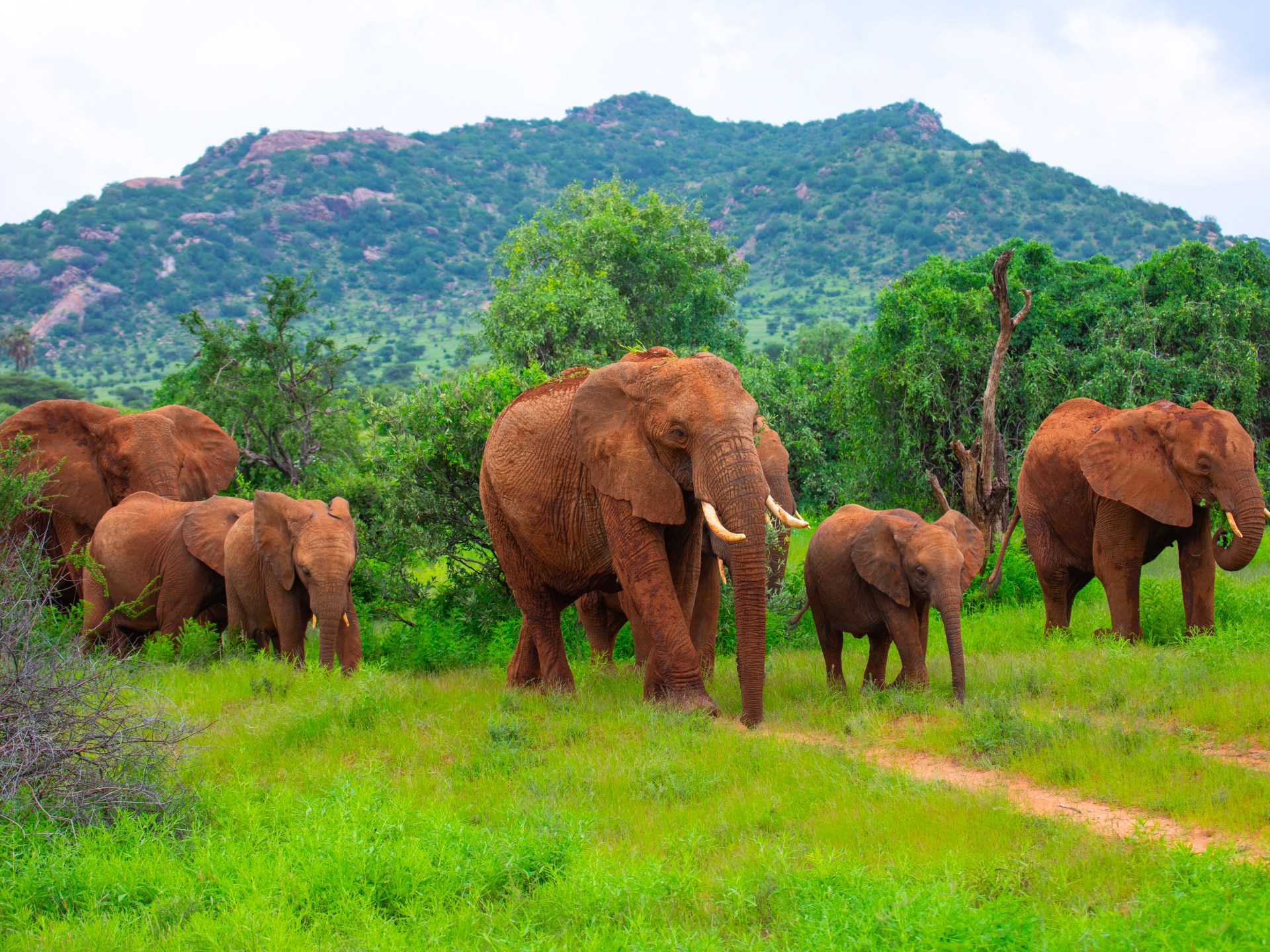 Do Elephants Really Call To Each Other By Name?