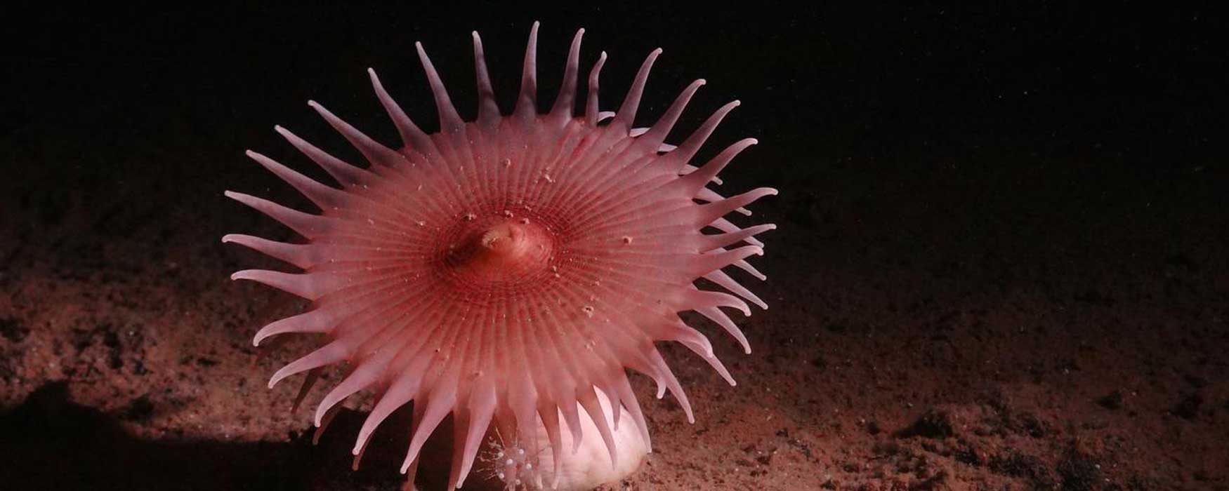 Unknown But Fascinating Species Discovered On Deep-sea Expedition