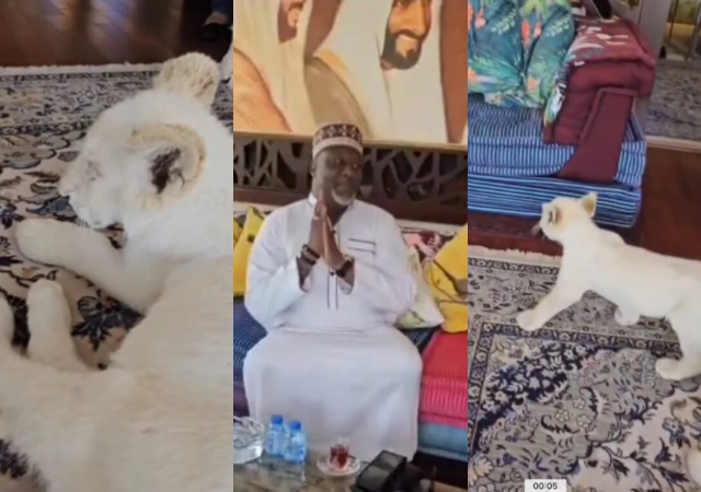 Funny moment Dino Melaye begs for safety as lion cub approached him