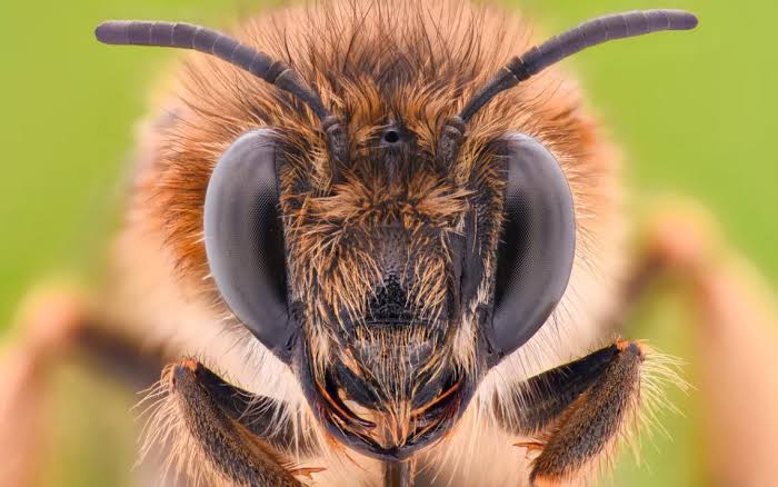 What Bees See [Video]