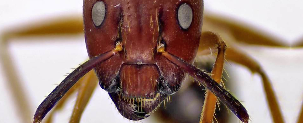 These Ants Perform Life-Saving Operations on Injured Nestmates, Similar to Humans