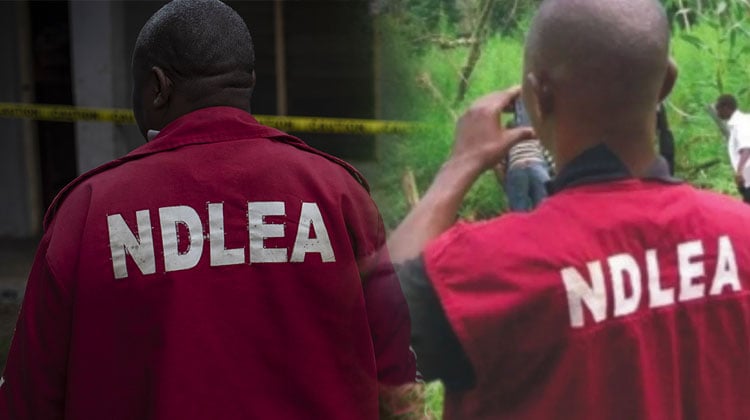 NDLEA uncovers drugs hidden in candles, ladies’ clothing