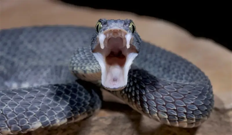 Man Bites Snake To Death