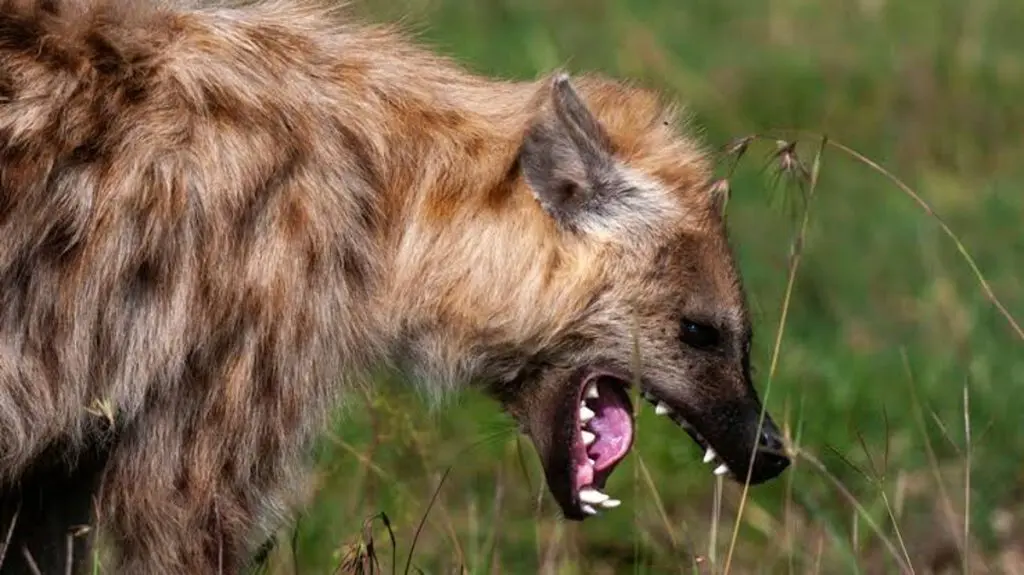 Hyena Escapes Wildlife Park In Jos