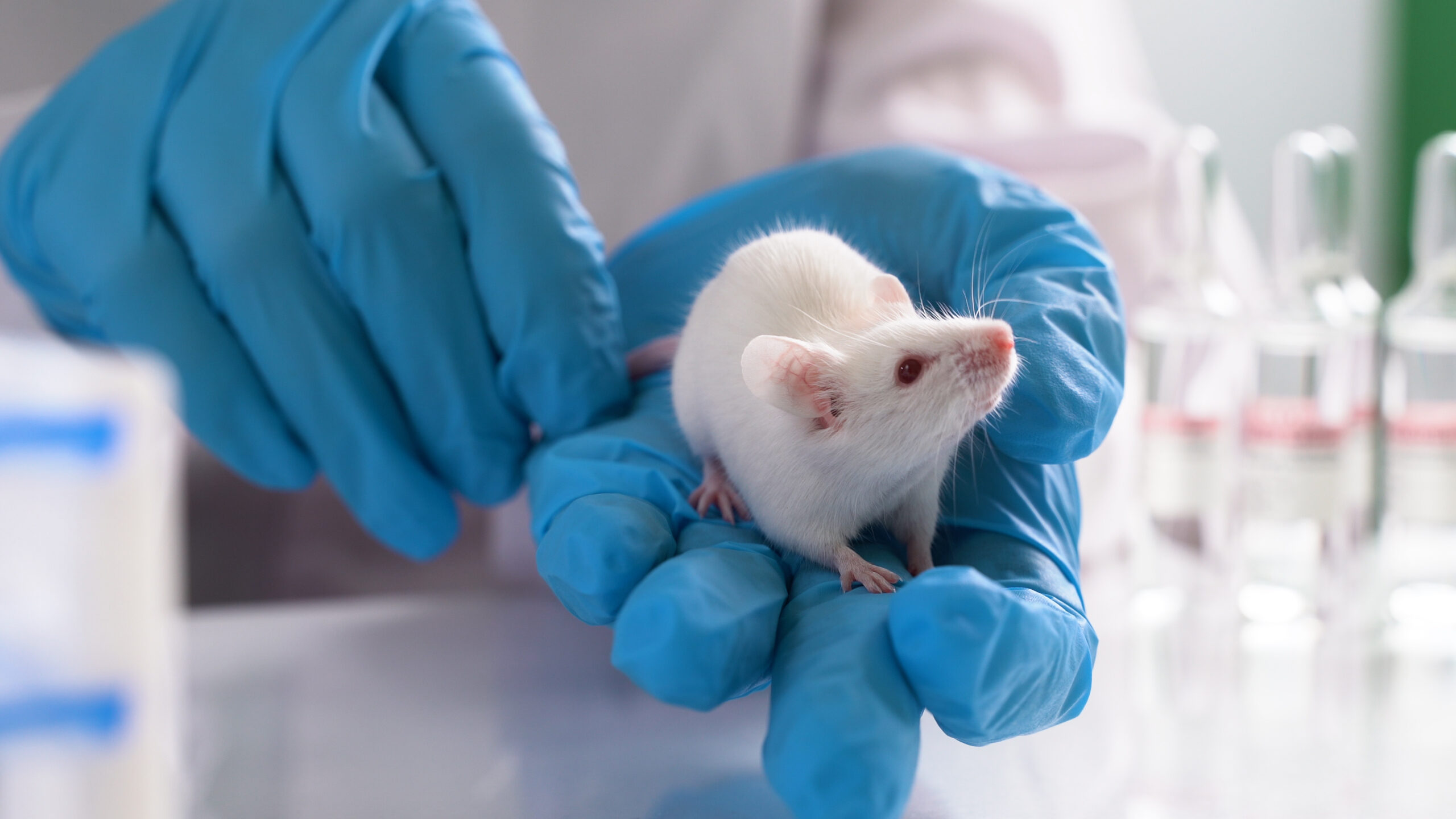 Scientists Can Turn Mice Temporarily Transparent To See Their Organs