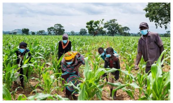 Inconsistent Rainfall May Affect Food Harvests – Experts Warn 