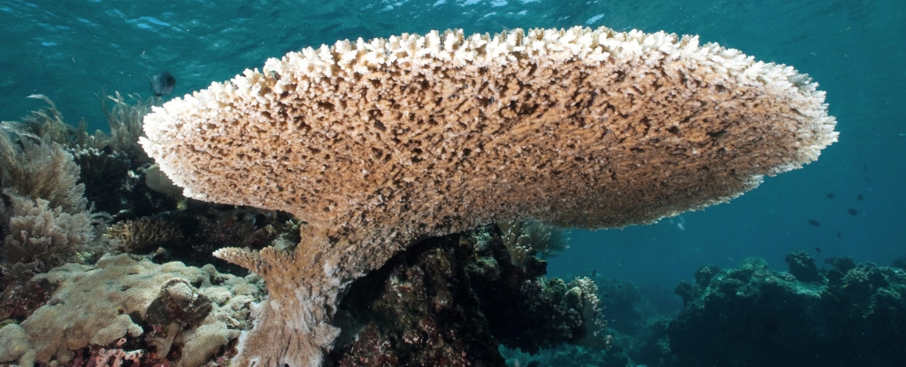 Scientists Find Corals With A Secret That Could Aid Reef Conservation