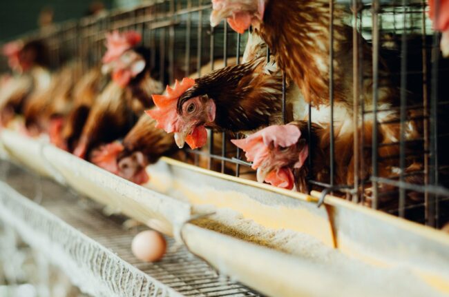 Food insecurity may worsen over crisis in poultry sector —Stakeholders