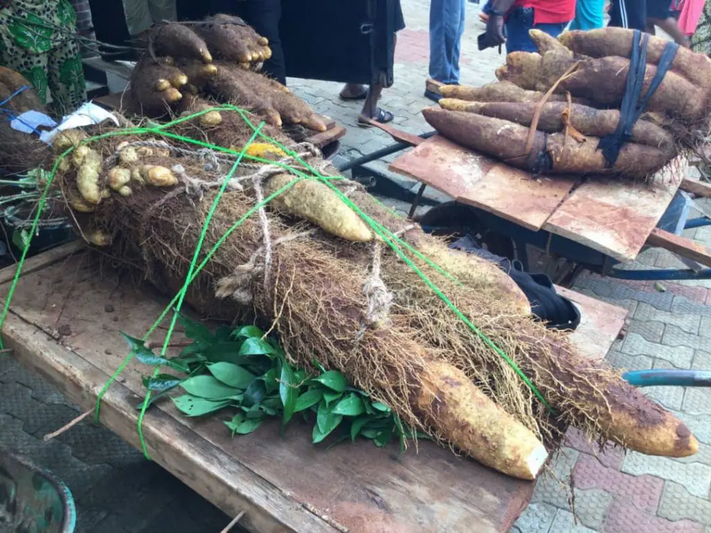 Farmer Wins N500,000 In Anambra Community For Harvesting Biggest Yam