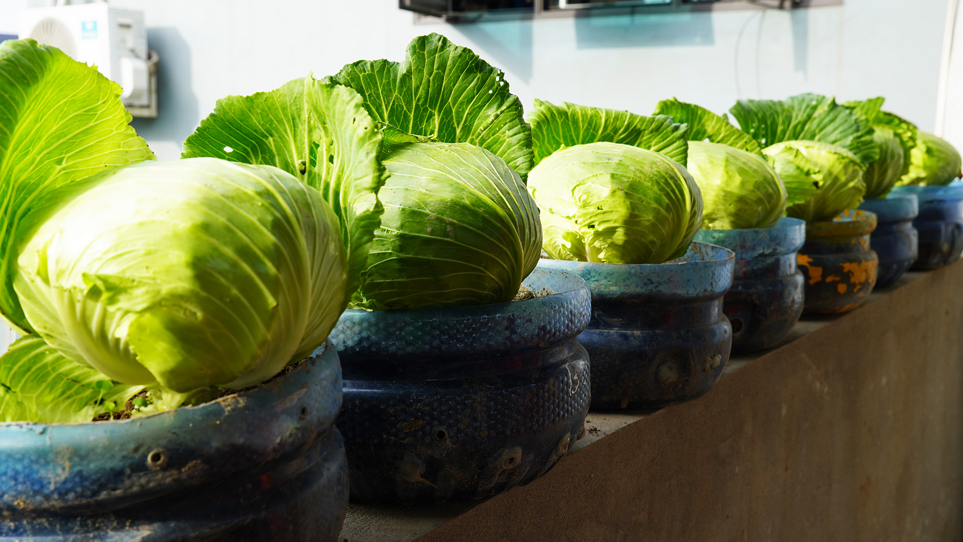 Grow BIG FRESH Cabbage In A Plastic Bottle! [Video]