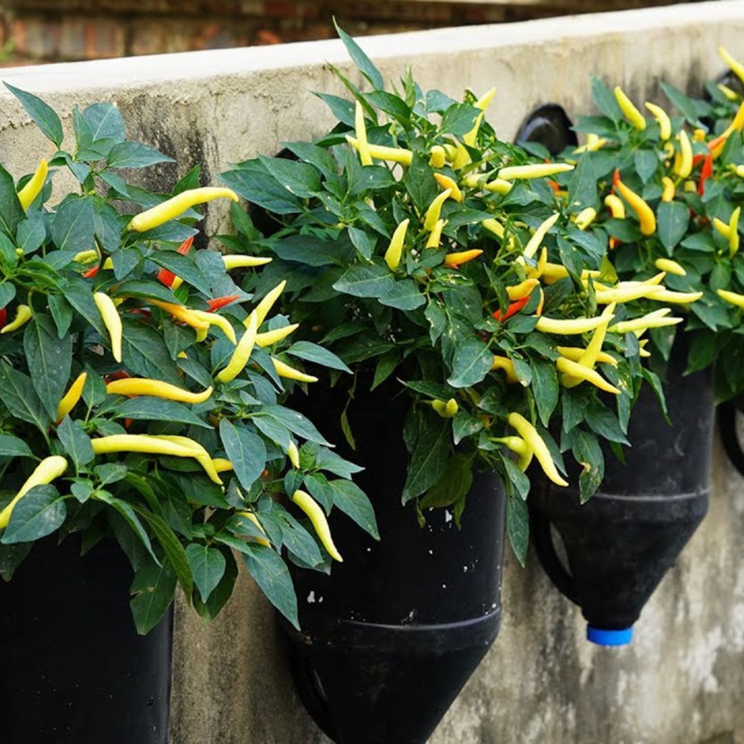 Growing Peppers On The Wall Without A Garden [Video]