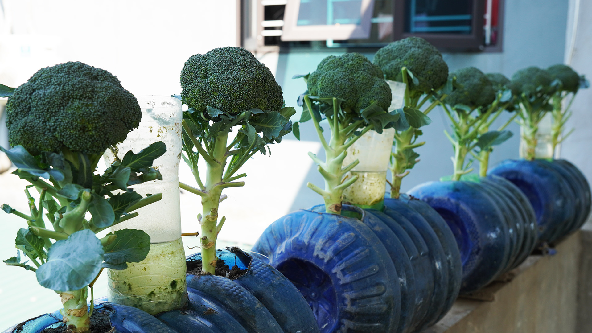 Grow LUSH Broccoli On Your Balcony In No Time [Video]