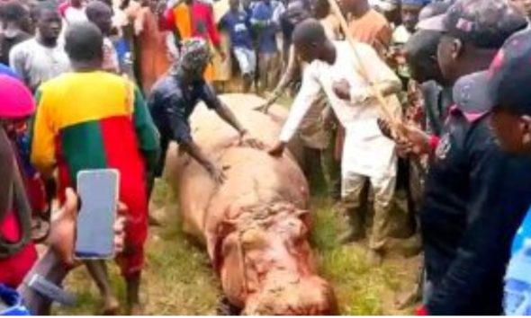 Kebbi: Hippo That Killed Emir’s Guard Eliminated, Shared As Meat 