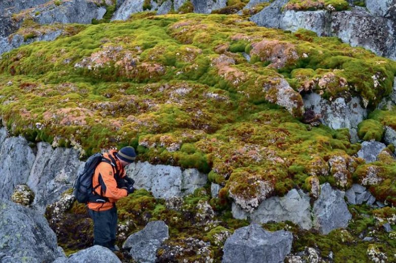 New Study Finds Antarctica Is Rapidly Greening Due To Climate Change