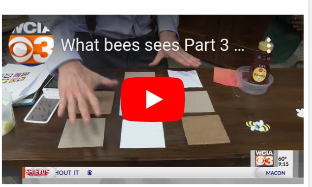 What Bees See  [VIDEO]