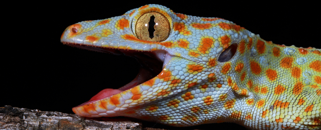 Scientists Discover a Mysterious ‘Sixth Sense’ Hidden in Geckos