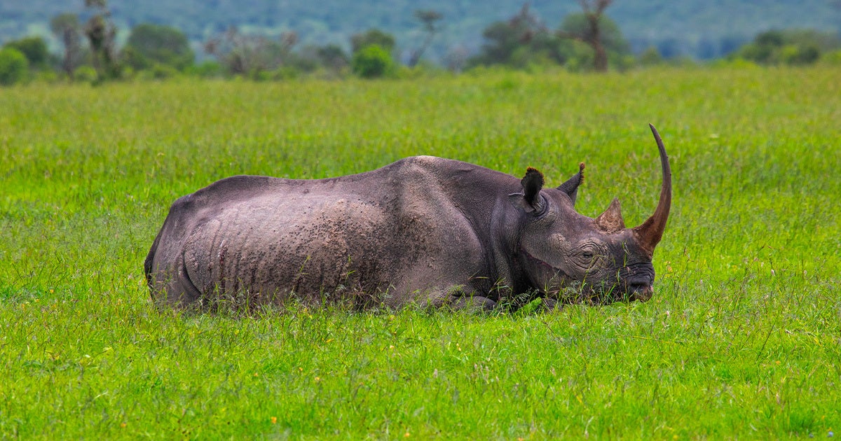 Wildlife Populations Have Shrunk a Shocking Amount in Just 50 Years, Report Finds