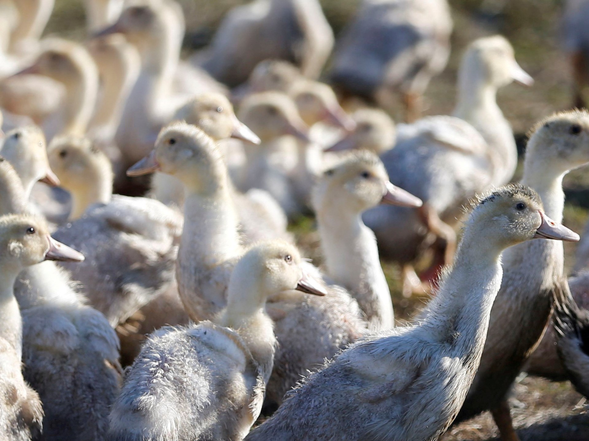 ‘Rare Event ’: Canada Records It’s First Human Bird Flu Case