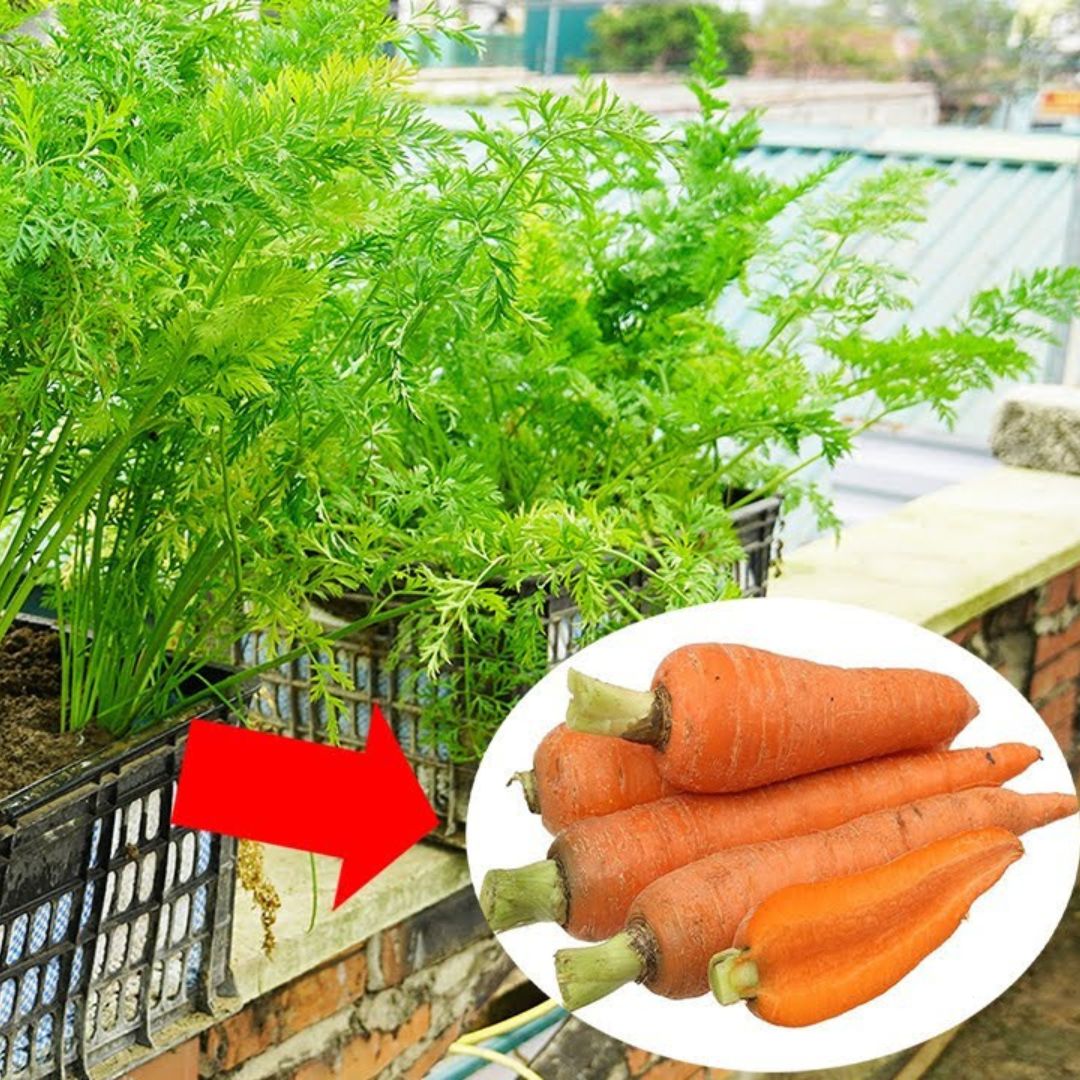 Tips For Growing Carrots All Year Round[Video]