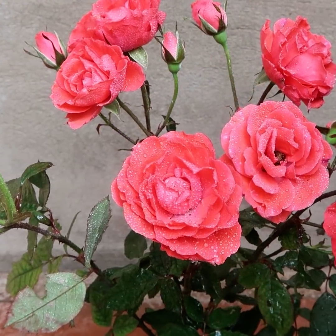 Growing A Stunning Rose Branch Using A Potato [Video]